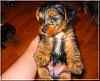 Destiny's pups are growing up!!-mango-4wks-02.jpg