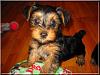 Destiny's pups are growing up!!-mango-04.jpg