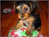 Destiny's pups are growing up!!-mango-05.jpg