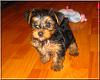 Destiny's pups are growing up!!-mango-06.jpg