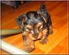 Destiny's pups are growing up!!-mango-08.jpg