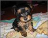 Destiny's pups are growing up!!-cherrie-02.jpg