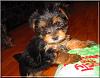 Destiny's pups are growing up!!-cherrie-5wks-04.jpg