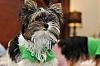 Ready for St. Patty's Day-287.jpg