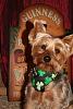 Jackson's got his Irish pride for St. Patty's Day!-img_8461.jpg