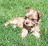 Star had a White puppy too-101_3460w.jpg
