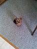 Elliott the Yorkie-elliott1.jpg