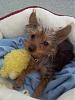 Elliott the Yorkie-elliott2.jpg