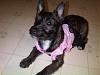 Morgan - Our 5 month old Fourche Terrier-20335_1374283358523_1274978854_1100065_216256_n.jpg