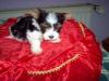 Few Biewer Pics.-dice6wks.jpg