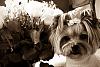 Layla and her birthday flowers!-sepia-.jpg