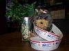 Yodi's Adventure Discussion Thread - YorkieTalk's Traveling Yorkie-ready-go.jpg
