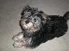 My little yorkie Bella-cimg2532.jpg