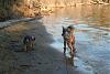 Jackson and Yorkie friends enjoy the beach-img_8540.jpg