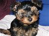 New yorkie owner!-img_1516.jpg