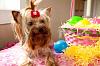 The Girls are Ready for Easter!-felcitys-easter-2010bs.jpg