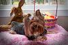 The Girls are Ready for Easter!-phoebes-easter-2010s.jpg