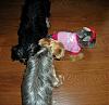 Yodi's Adventure Discussion Thread - YorkieTalk's Traveling Yorkie-dscn2312.jpg