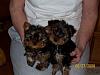 Show Off and Educate - Before & After PICS Please-zoeys3femalesat9wks_002-vi.jpg