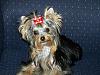 Show Off and Educate - Before & After PICS Please-bea-bastie-modeling-my-bows-034.jpg