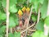 Look what's having babies on my patio-baby-birds-3.jpg