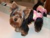 Maddie got new harnesses!-maddiediaperflowers.jpg