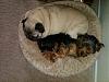 Mia with her brother Winston the pug-mia-winston-napping-winstons-bed.jpg