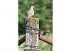 Look what's having babies on my patio-birds2.jpg