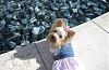 3 lb yorkie pixs ???-ted-grove.jpg