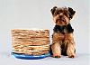 Cute Yorkie sends Matzo Love this Passover-matzo_.jpg