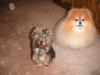 Cali and Maya my Pom-mayacali-200-x-150-.jpg