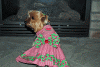 My Tink in a Watermelon Dress-dsc_0193.gif