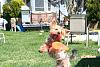 Jackson, World-class Frisbee Dog (...not)-img_8616.jpg
