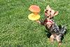 Jackson, World-class Frisbee Dog (...not)-img_8625.jpg