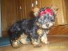 Hey im a new member and also just got a new baby yorkie-prince2.jpg