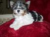 Darla's puppies 14 wks already!!-sm-austin.jpg