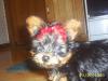 Hey im a new member and also just got a new baby yorkie-prince1.jpg