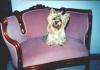 Thanks to Villette, I can introduce Sadie to You-sadie_pink_chair-resized-2.jpg