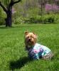 Sully in his Hawaiian shirt! (SO cute!!!)-sullysnewshirt.jpg