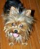 Anyone see the yorkie? :0)-fiona-2010.jpg