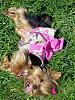 Anyone see the yorkie? :0)-fiona-not-very-lady-like-6.jpg