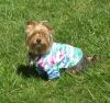 Sully in his Hawaiian shirt! (SO cute!!!)-sullysnewshirt2.jpg