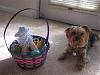 Bentley's Easter Basket-008-small-.jpg