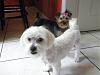 OH, are we hawt!!-groomer-2.jpg