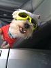 lets see your doggles-doggles.jpg