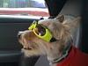 lets see your doggles-26739_1167409204039_1792215443_329179_6539631_s.jpg