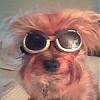 lets see your doggles-maggie-doggles.jpg
