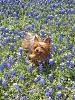 Love bluebonnet time of year...-tatum.bluebonnets.jpg