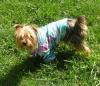 Sully in his Hawaiian shirt! (SO cute!!!)-sullysnewshirt3.jpg