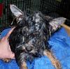 Bathtime for Bella and more pictures, is she silky coat?-bellabath.jpg